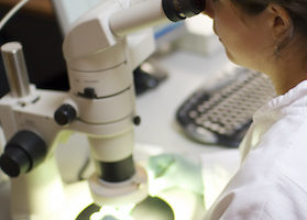 scientist examining evidence scientist examining evidence