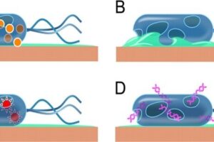 Breakdown of Bacterial Cell